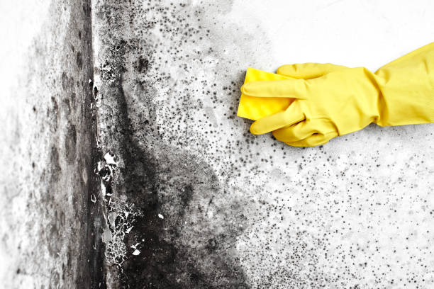 Best Black Mold Removal  in Vermillion, SD