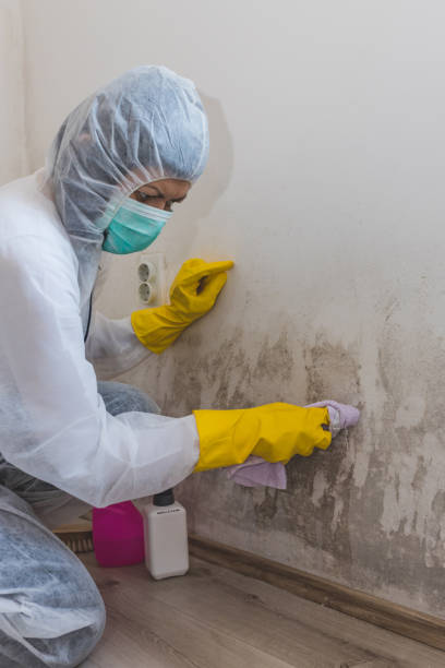 Best Post-Construction Mold Inspection  in Vermillion, SD