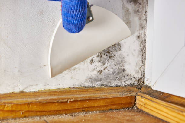 Best Residential Mold Inspection & Testing  in Vermillion, SD